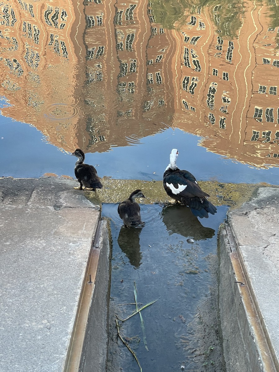 Muscovy Duck (Domestic type) - ML642252036