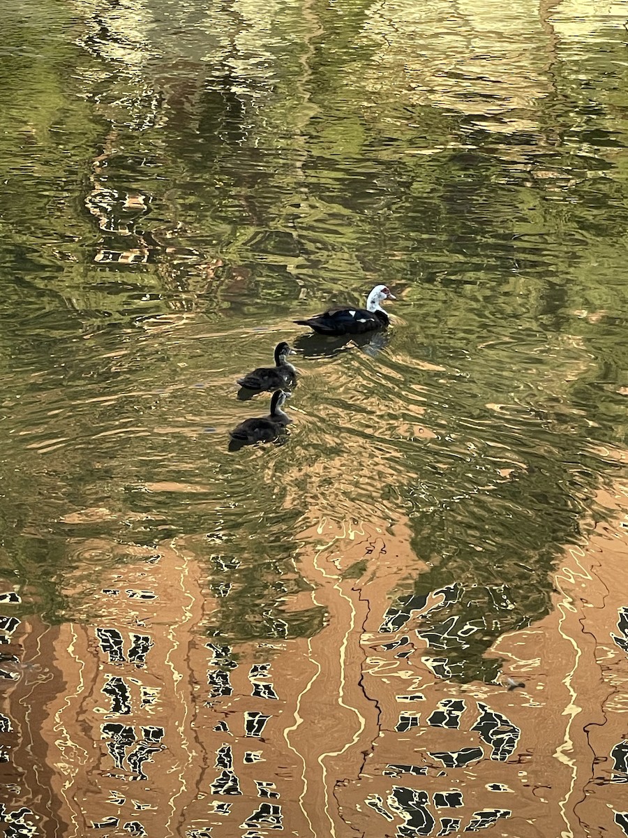Muscovy Duck (Domestic type) - ML642252037