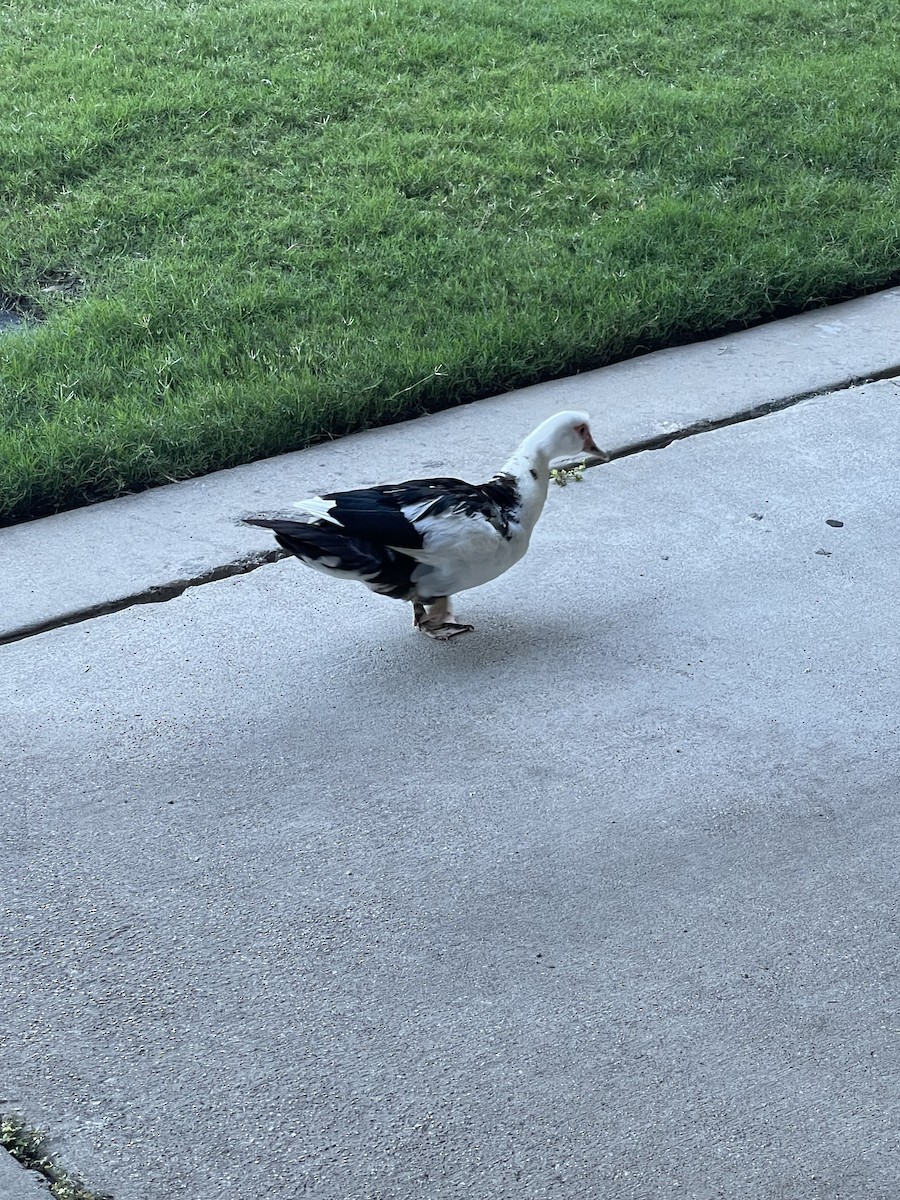 Muscovy Duck (Domestic type) - ML642252038