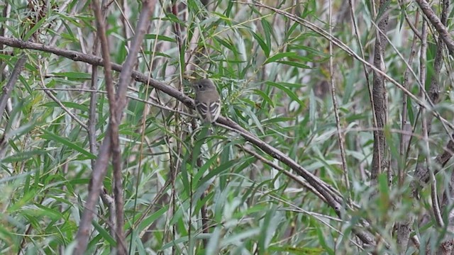 Dusky Flycatcher - ML642252054