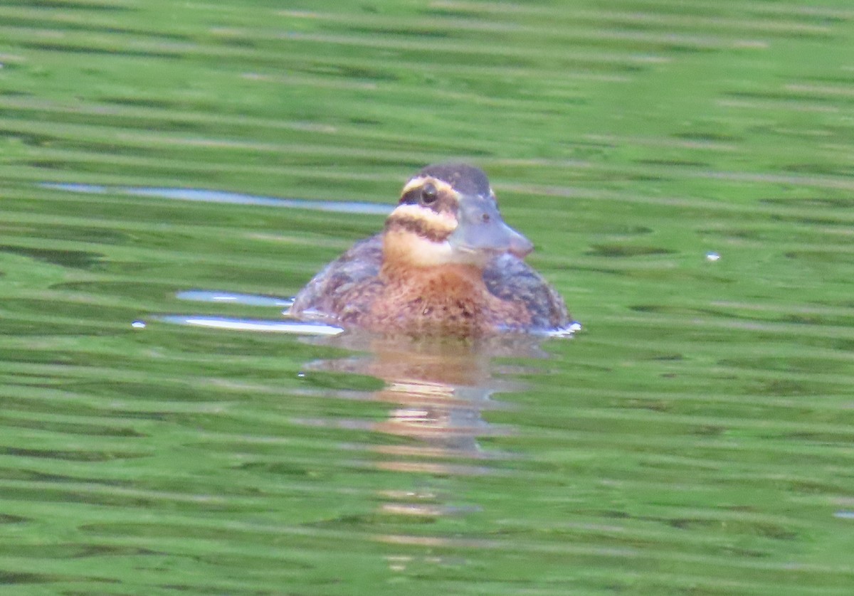 Masked Duck - ML642252056