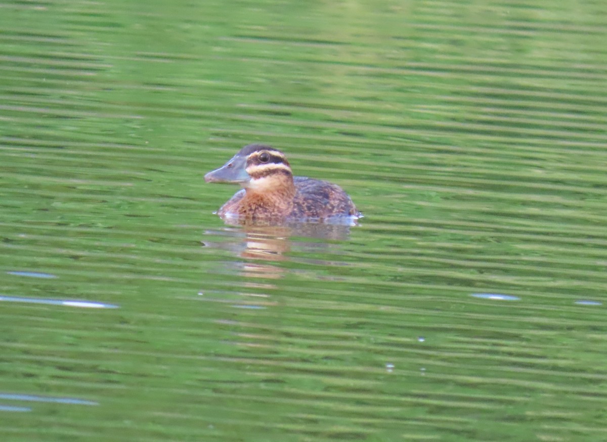 Masked Duck - ML642252057