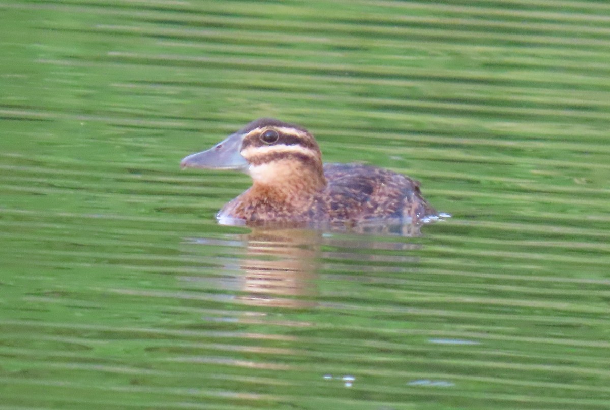 Masked Duck - ML642252058