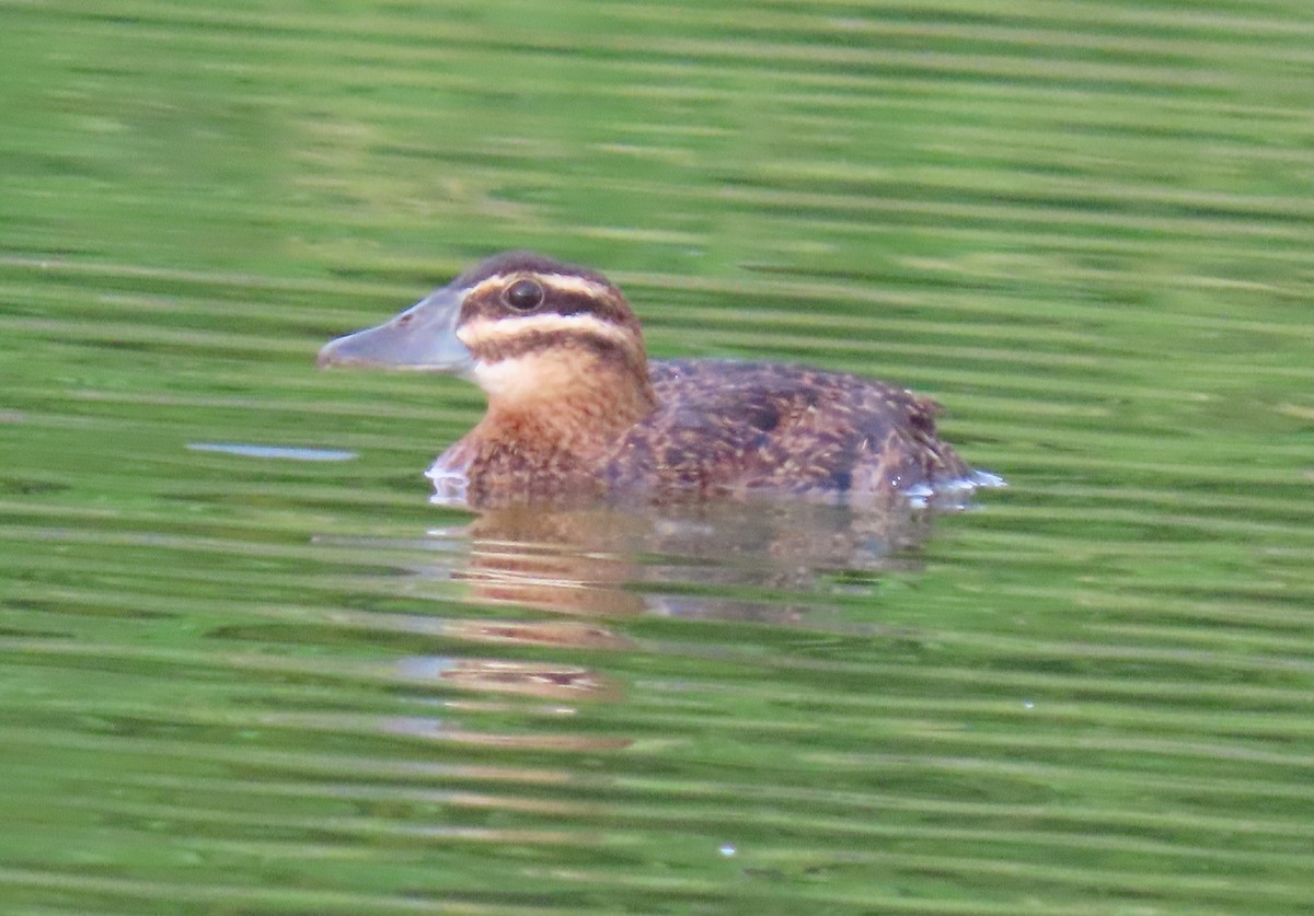 Masked Duck - ML642252059