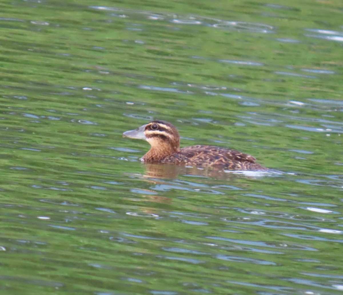 Masked Duck - ML642252060
