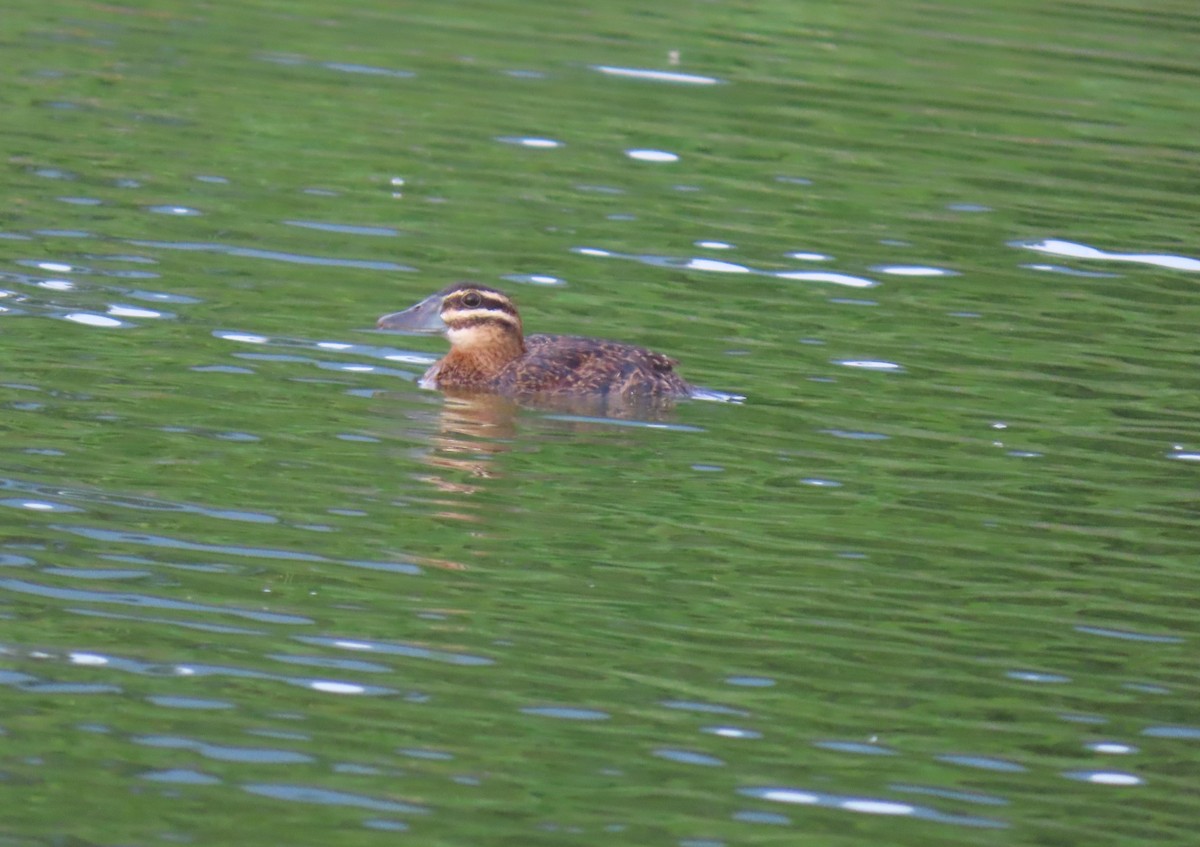 Masked Duck - ML642252061