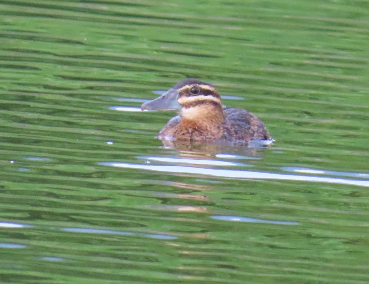 Masked Duck - ML642252062