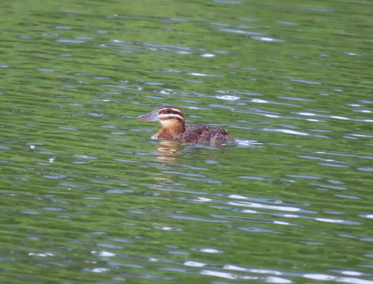 Masked Duck - ML642252063
