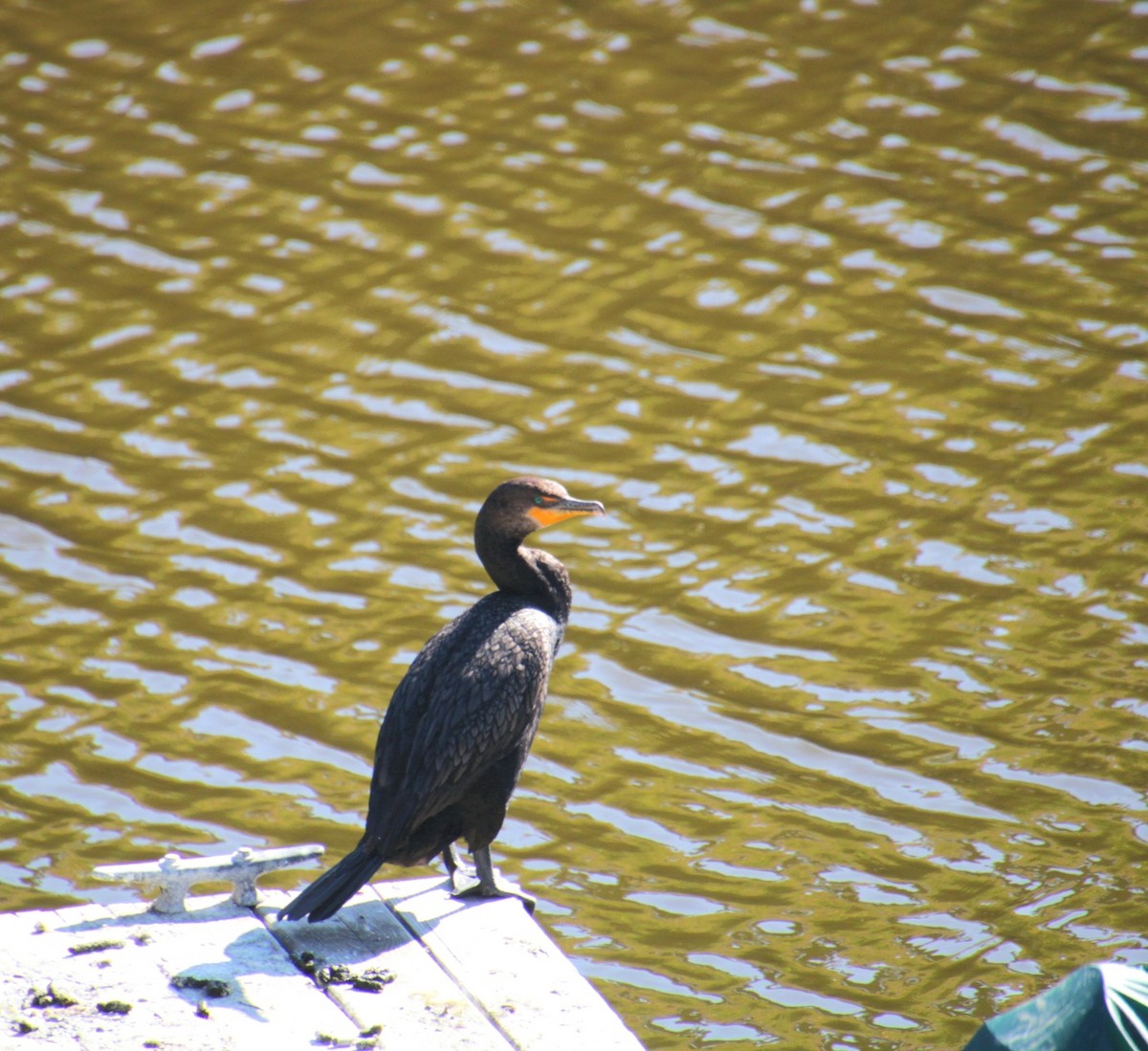 Cormoran à aigrettes - ML642252067