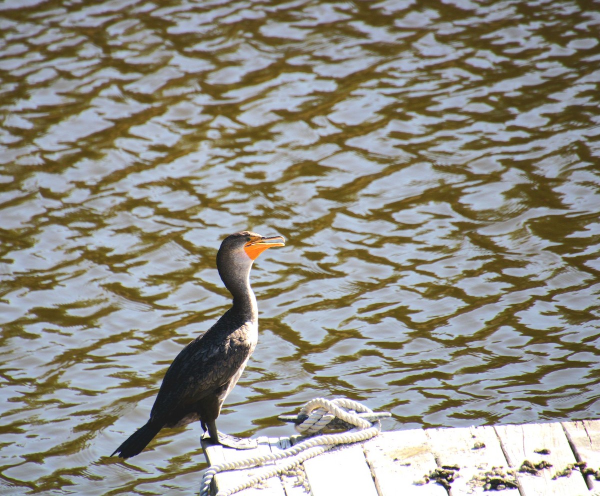 Cormoran à aigrettes - ML642252068
