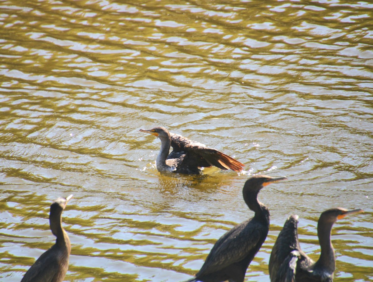Cormoran à aigrettes - ML642252070