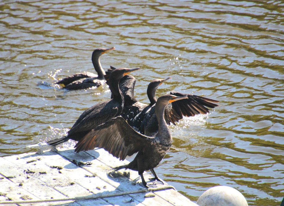 Cormoran à aigrettes - ML642252071