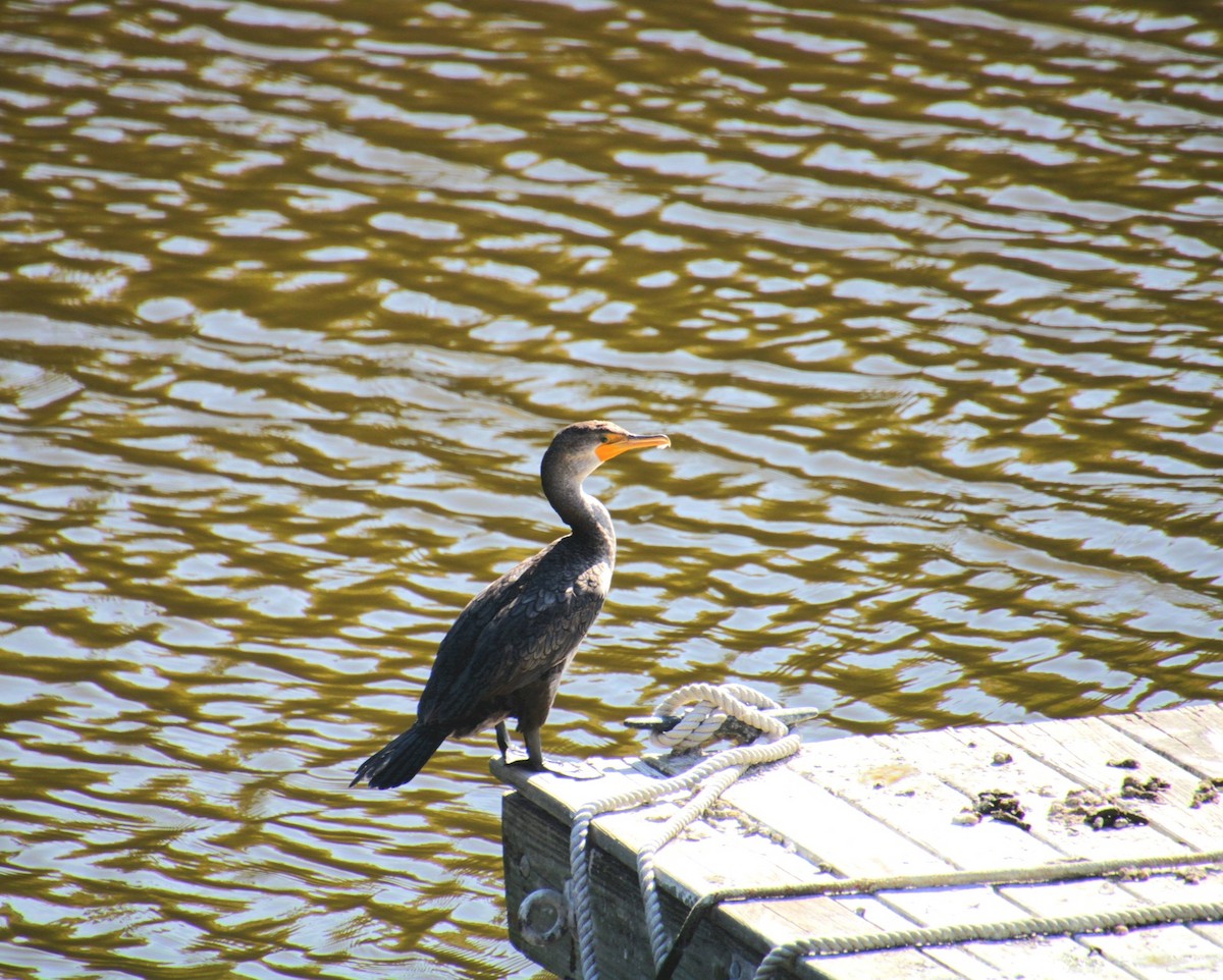 Cormoran à aigrettes - ML642252072