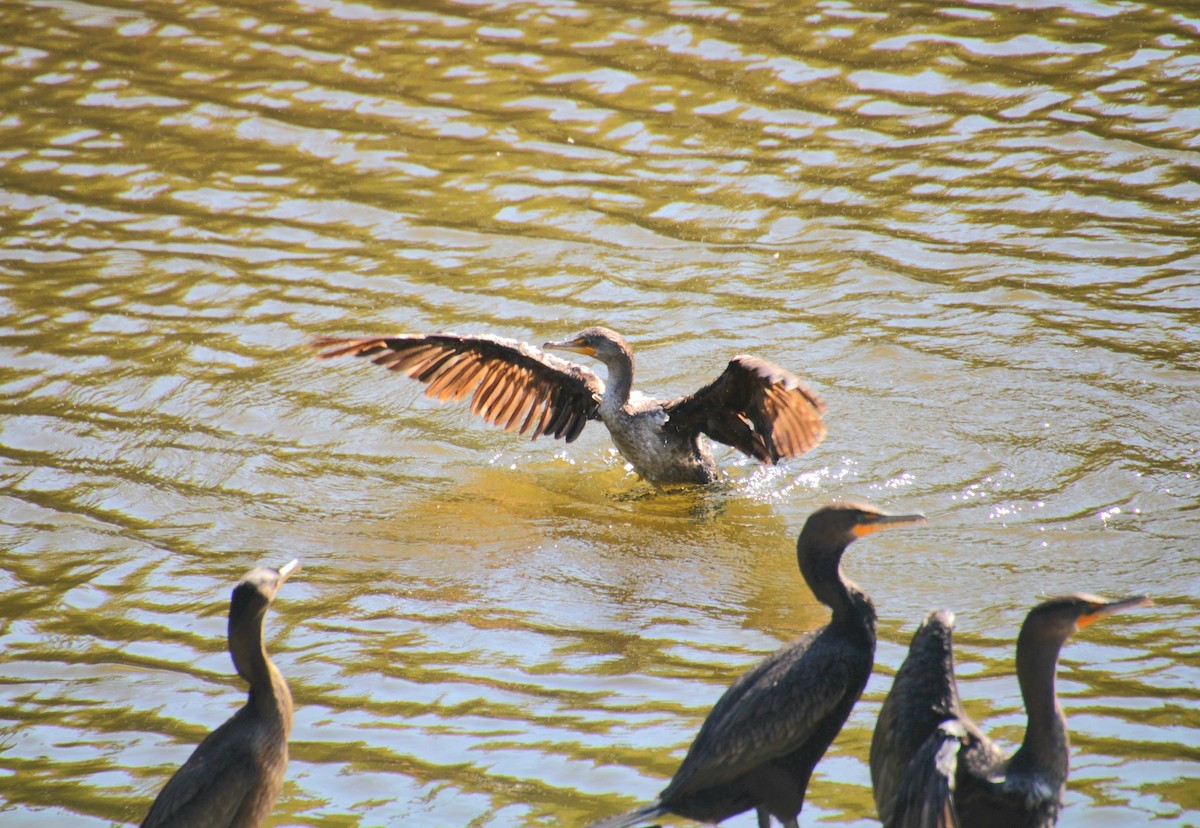 Cormoran à aigrettes - ML642252073