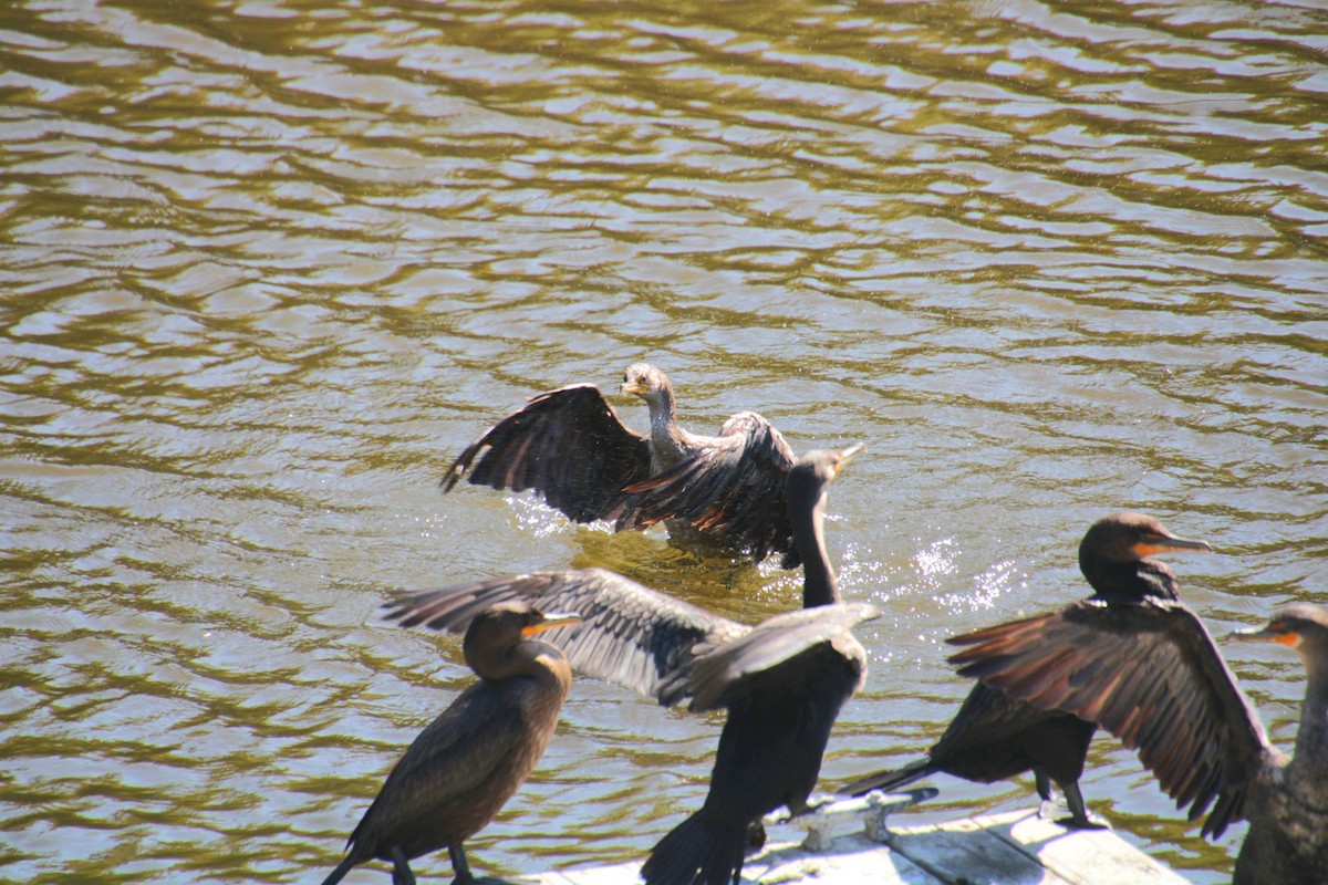 Cormoran à aigrettes - ML642252074