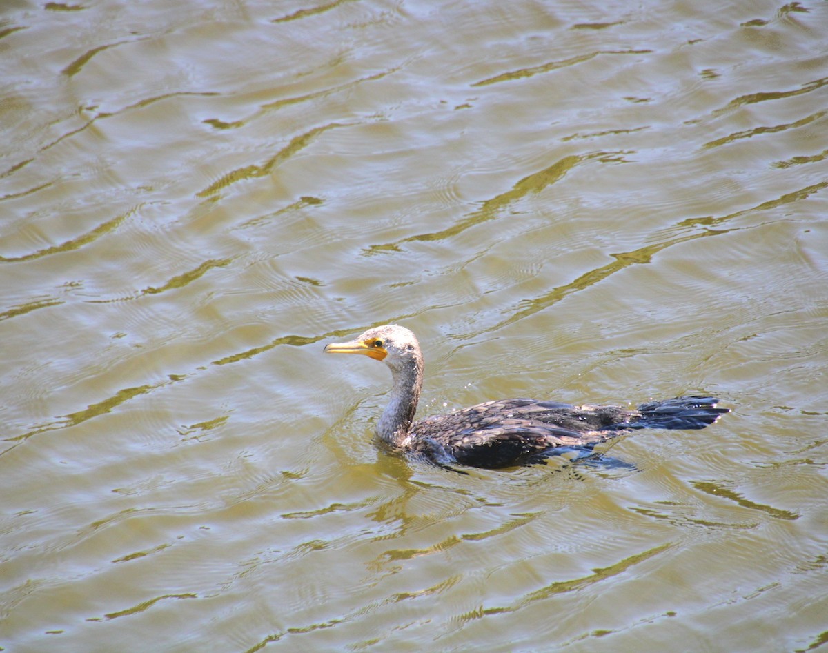 Cormoran à aigrettes - ML642252075