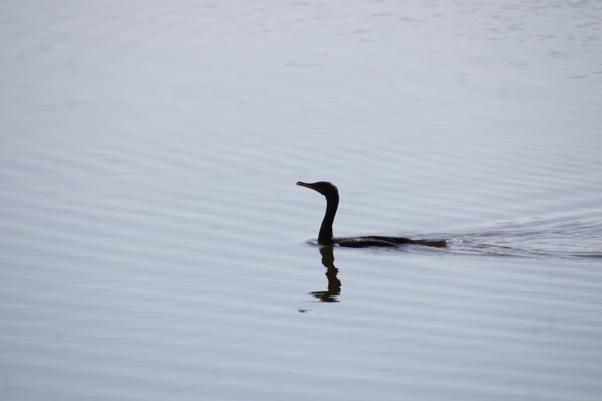 Cormoran à aigrettes - ML642252076