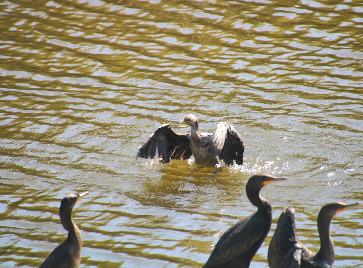 Cormoran à aigrettes - ML642252077