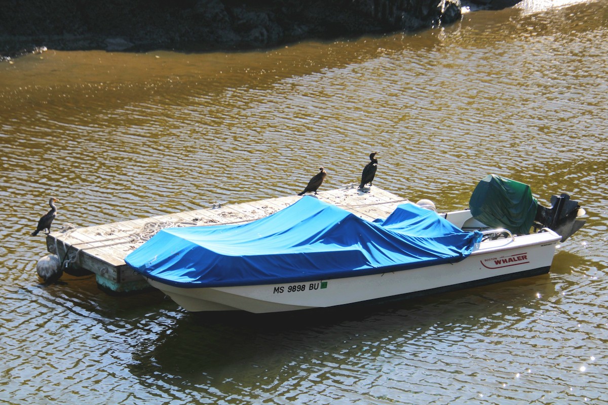 Cormoran à aigrettes - ML642252079
