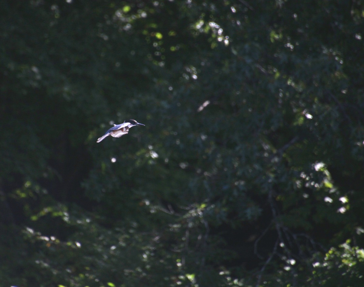 Belted Kingfisher - ML642252091