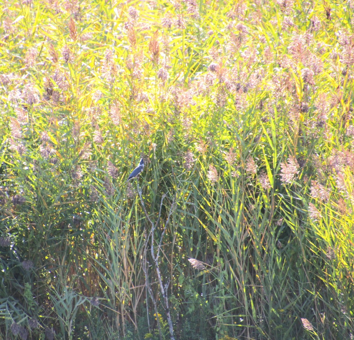 Belted Kingfisher - ML642252093