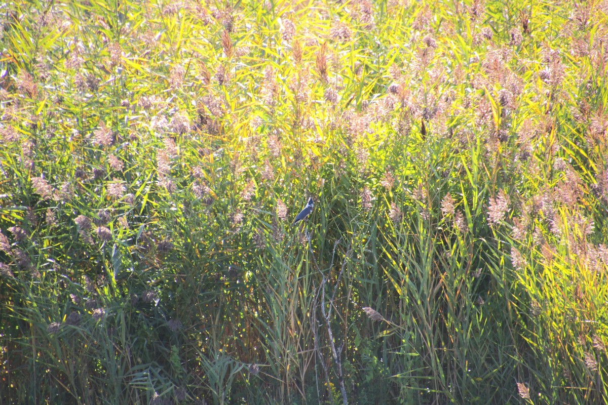 Belted Kingfisher - ML642252094