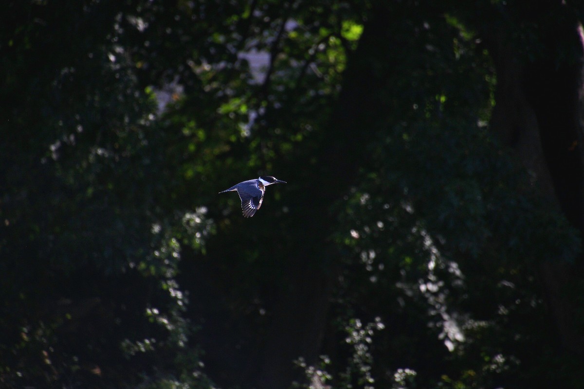 Belted Kingfisher - ML642252095