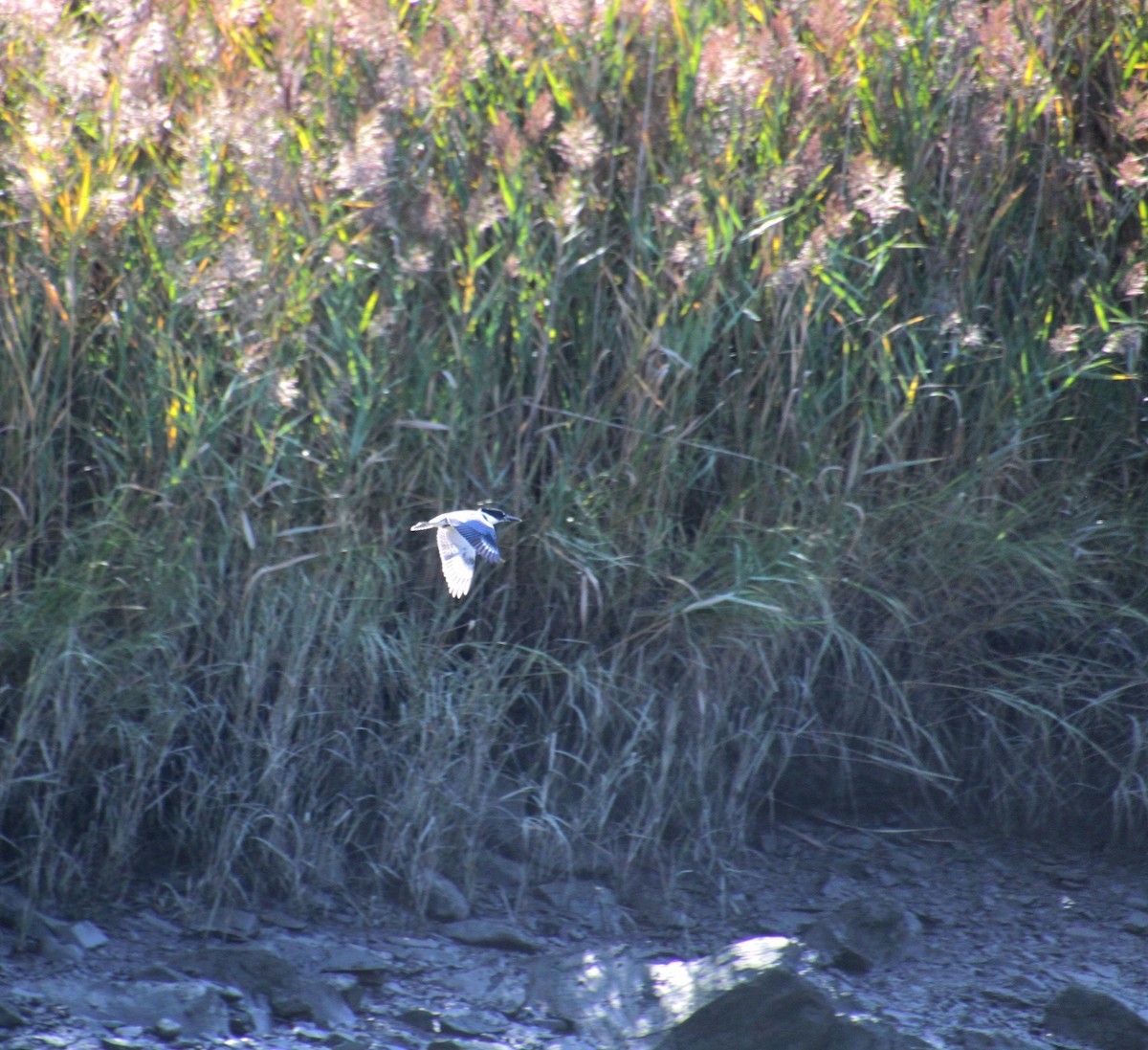 Belted Kingfisher - ML642252096