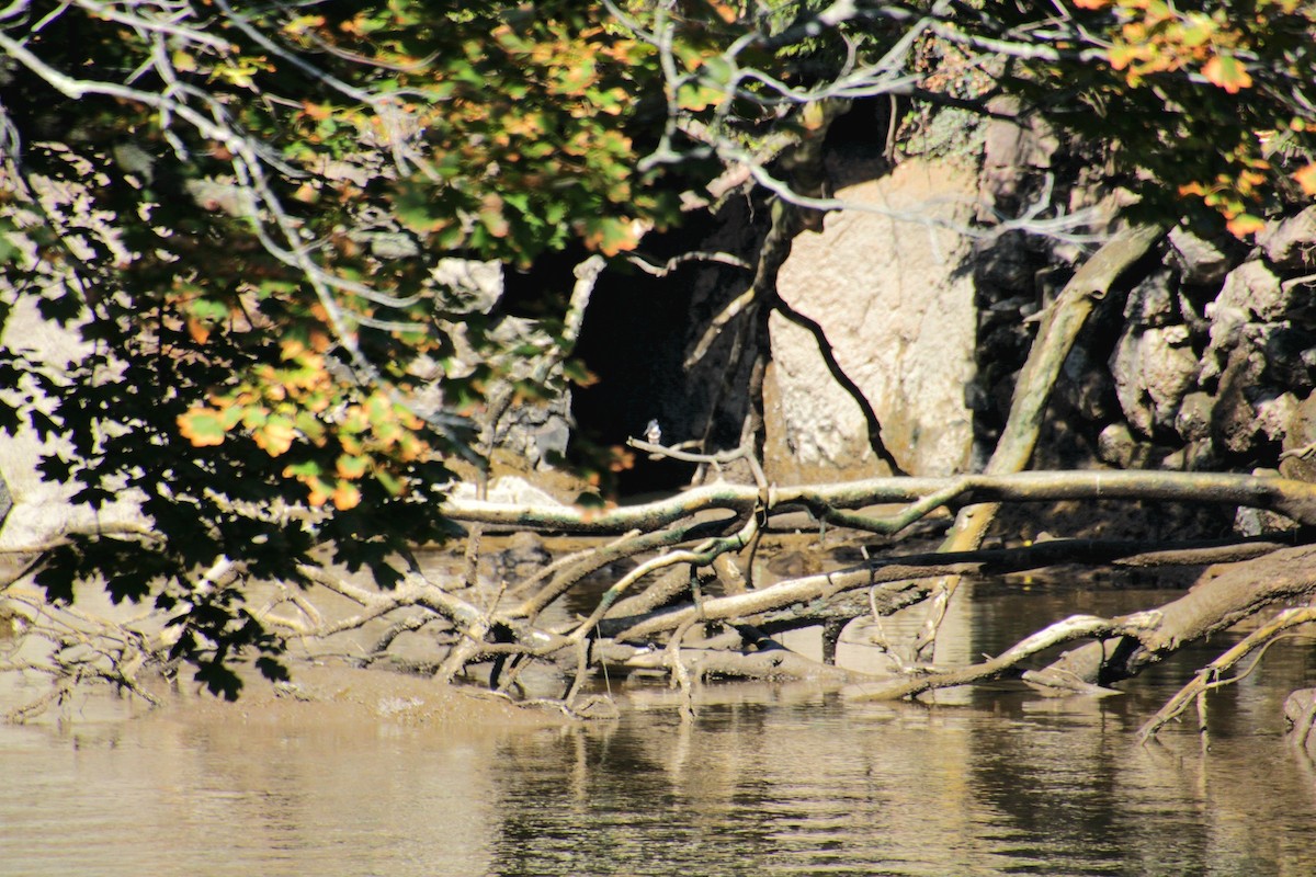 Belted Kingfisher - ML642252097