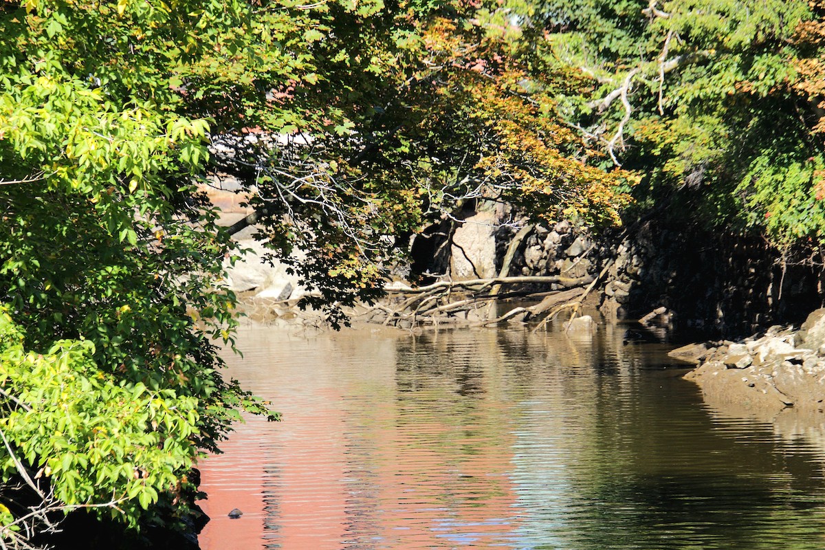 Belted Kingfisher - ML642252098