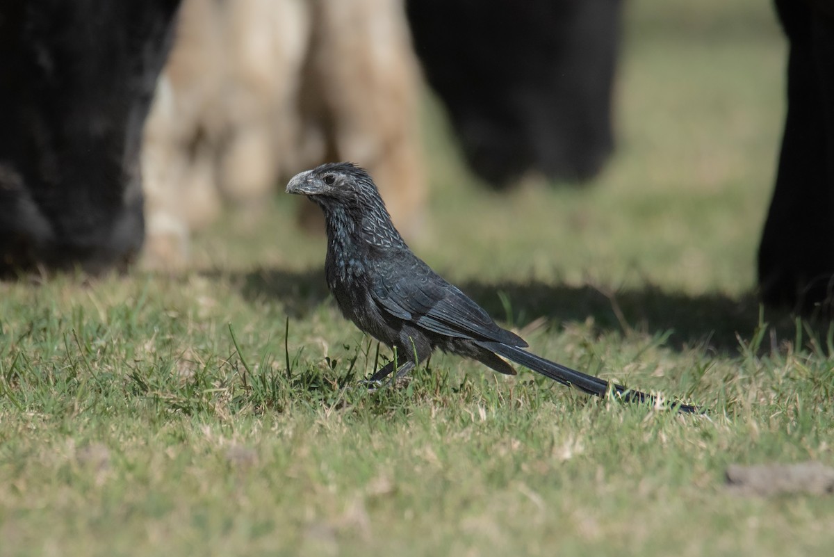 Groove-billed Ani - ML642252109