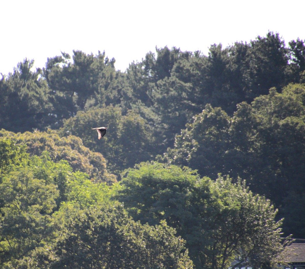 Red-tailed Hawk (borealis) - ML642252112