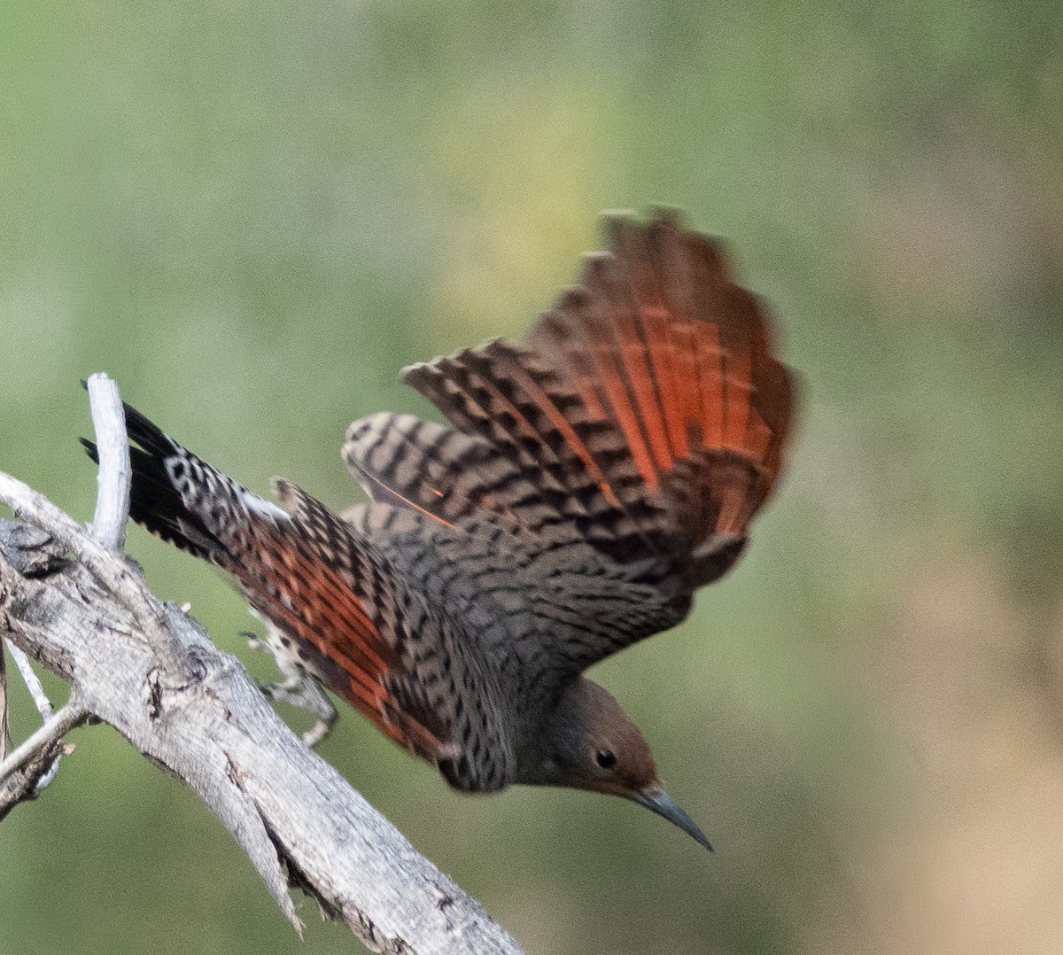 Northern Flicker - ML642252113