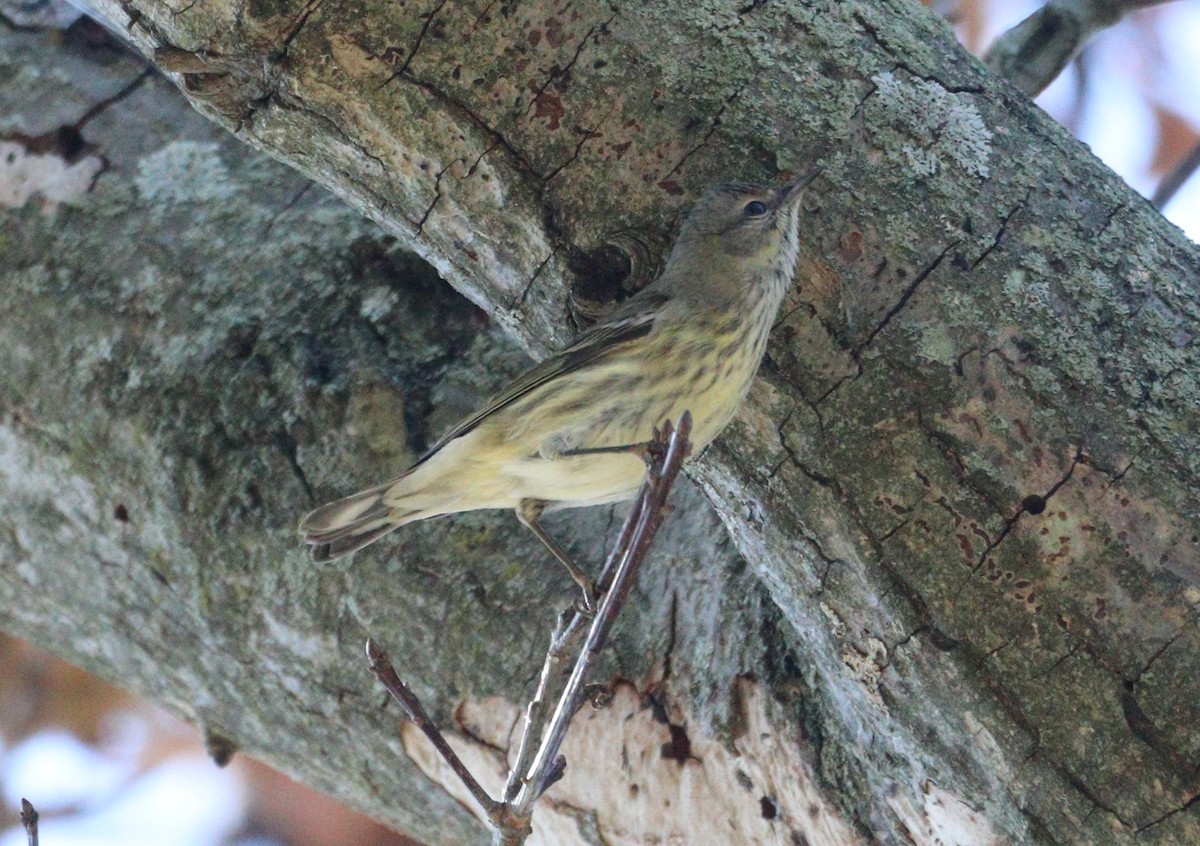Cape May Warbler - ML642252121