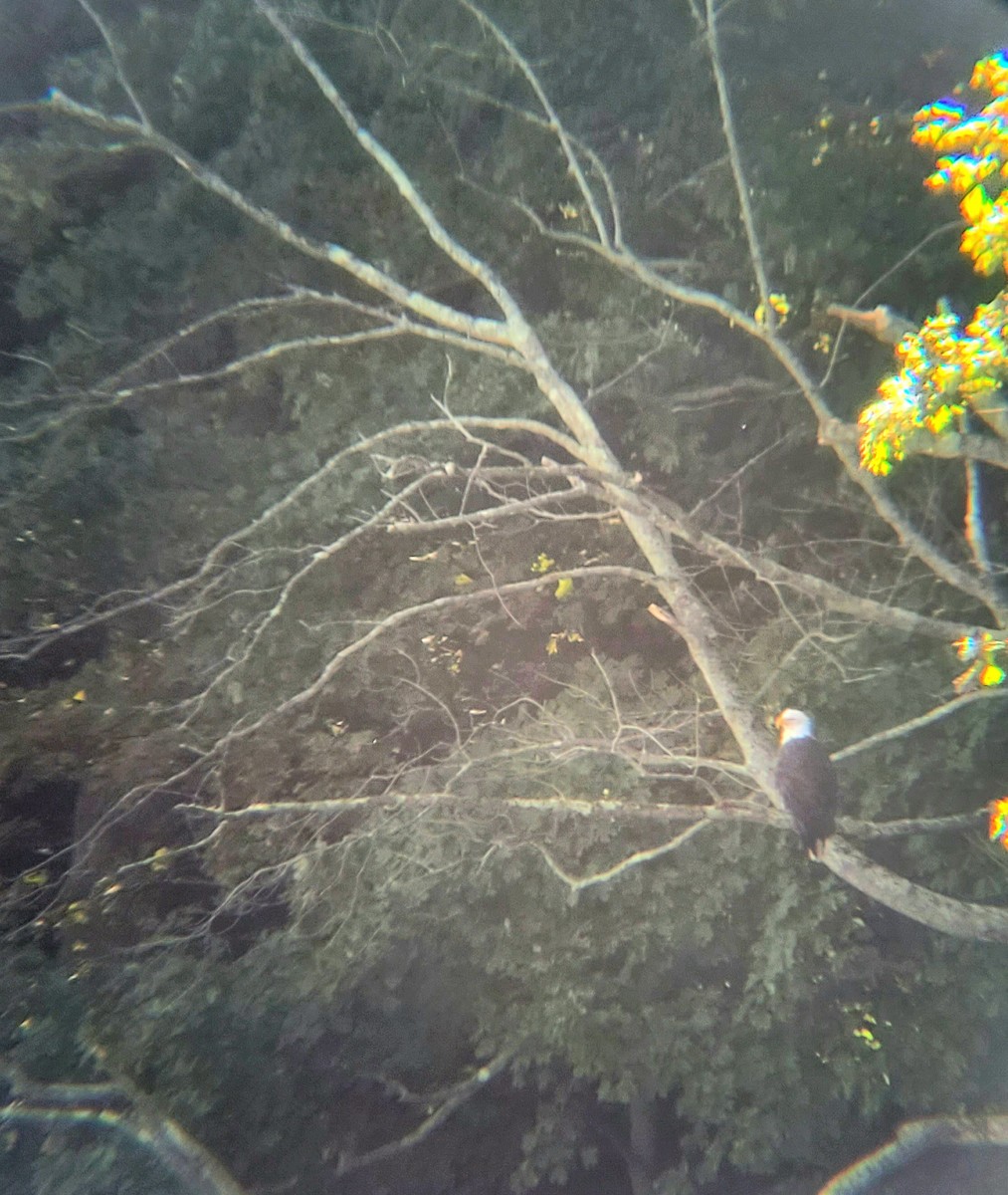 Bald Eagle - ML642252123