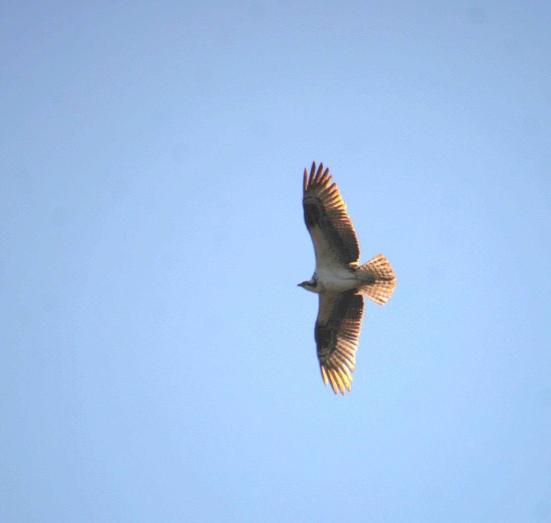 Osprey (American) - ML642252146