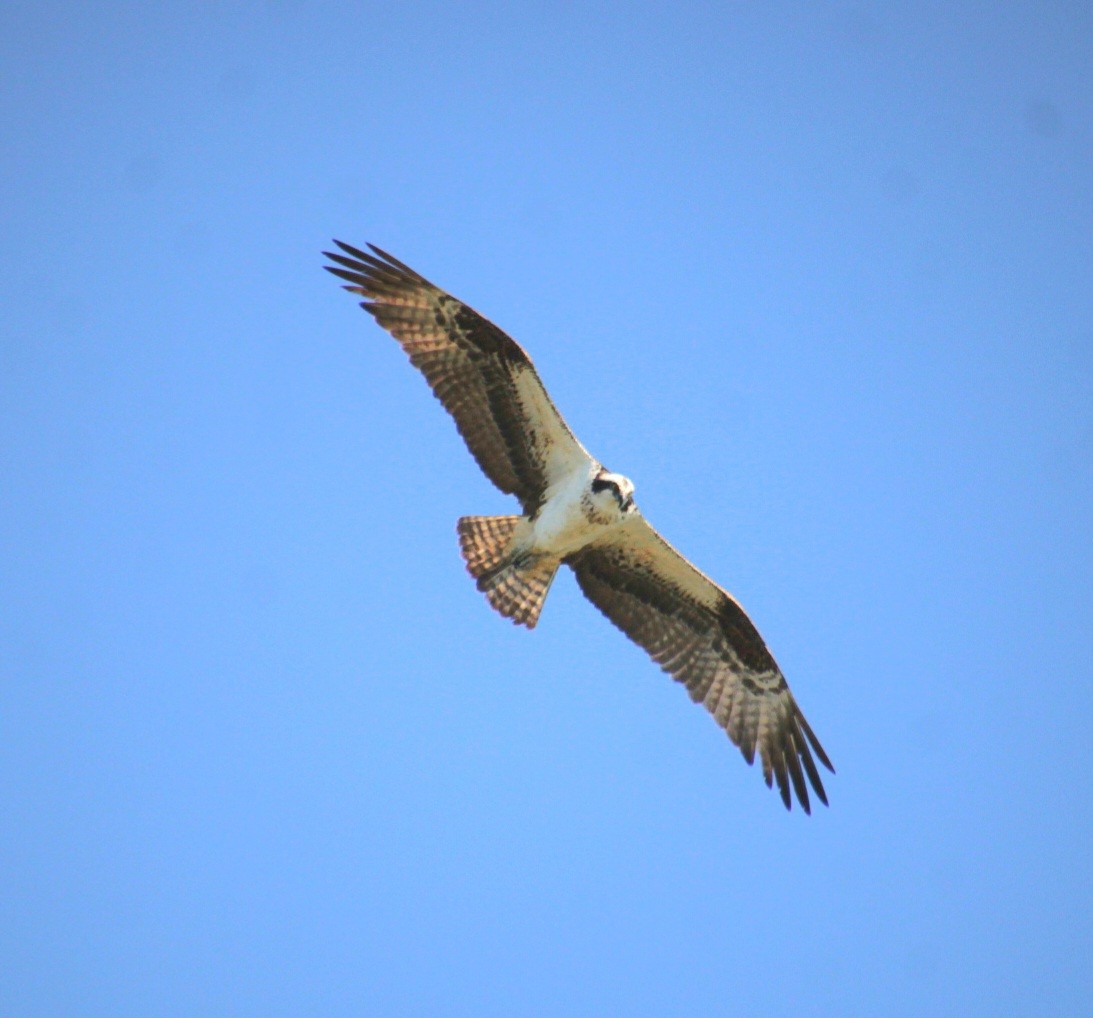 Osprey (American) - ML642252147