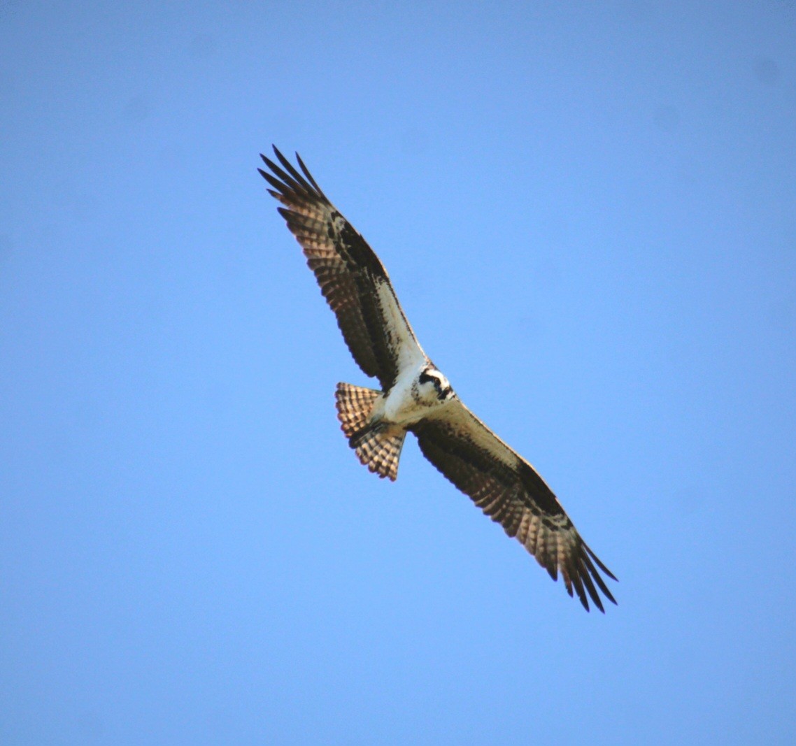 Osprey (American) - ML642252148