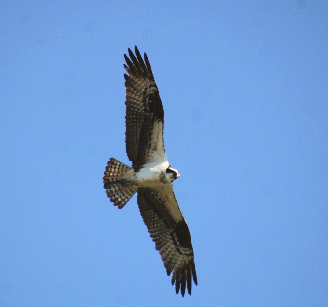 Osprey (American) - ML642252149