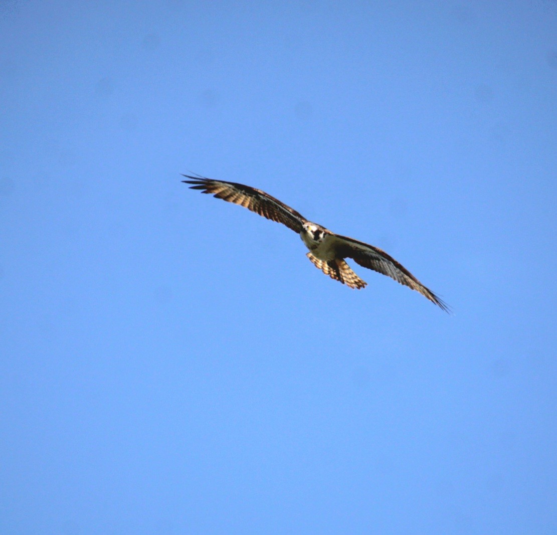 Osprey (American) - ML642252150