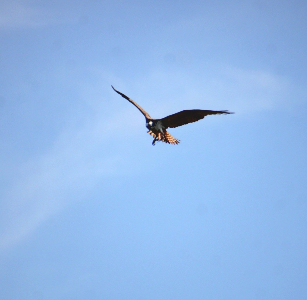 Osprey (American) - ML642252151