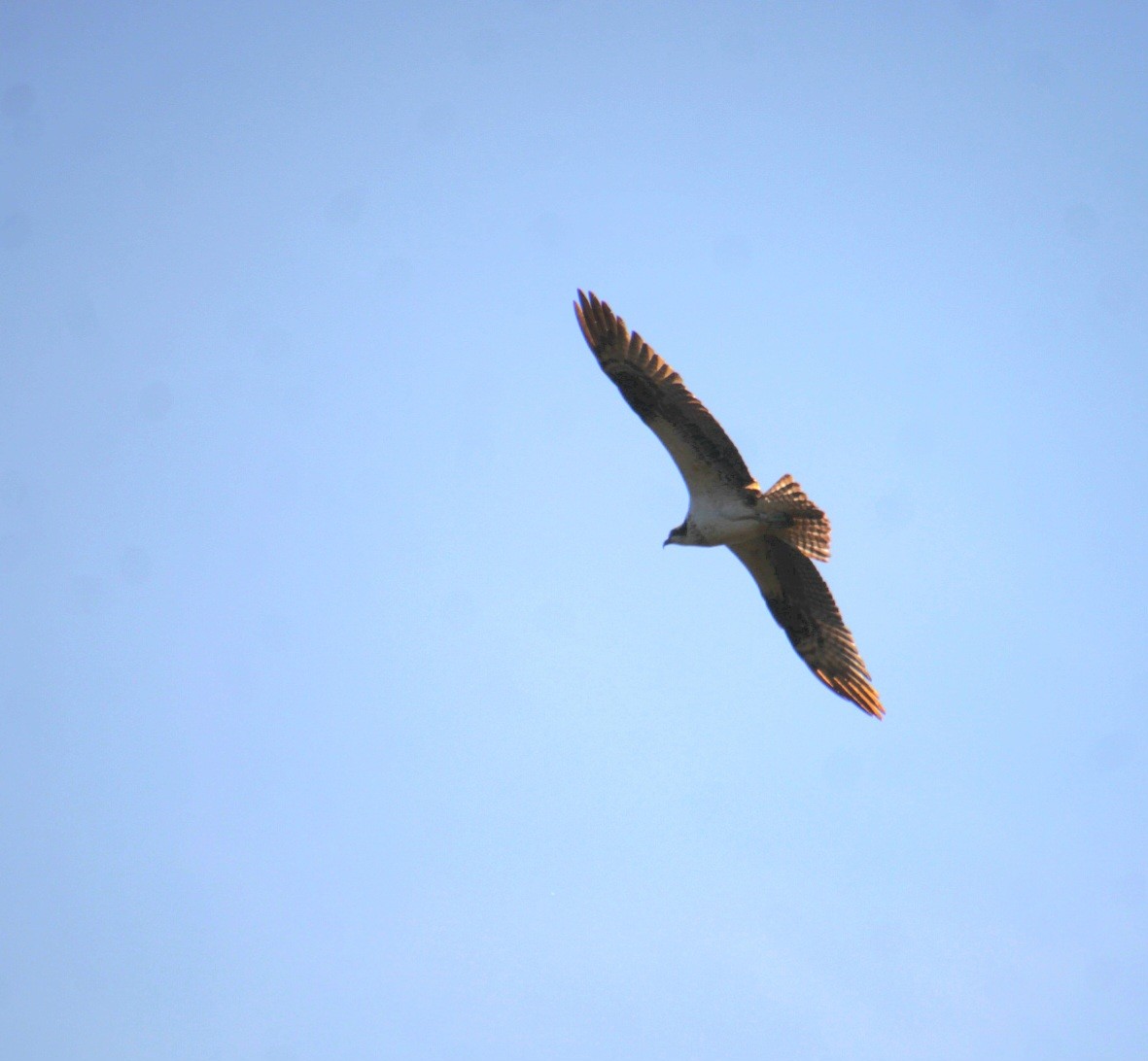 Osprey (American) - ML642252152
