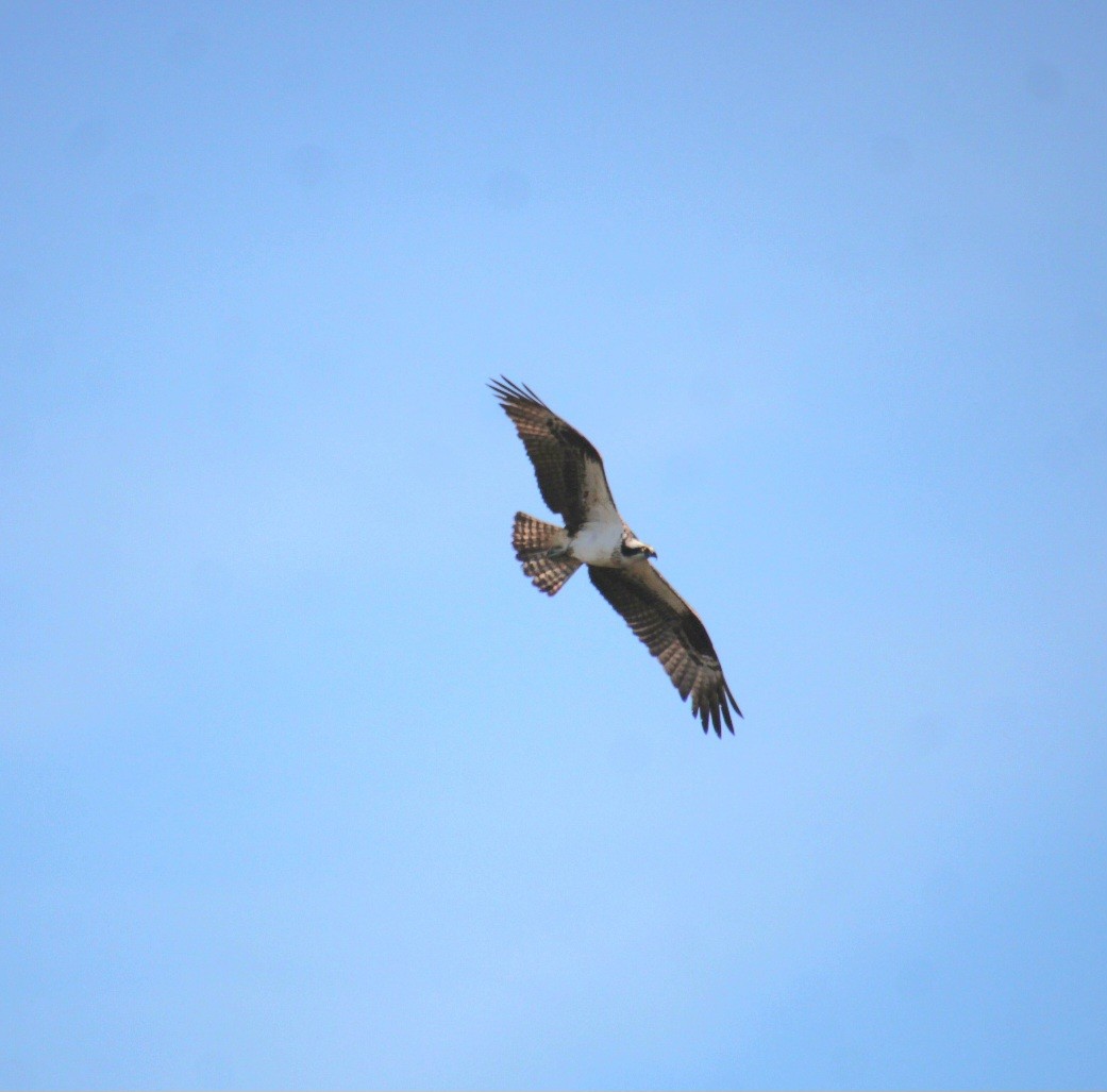 Osprey (American) - ML642252153