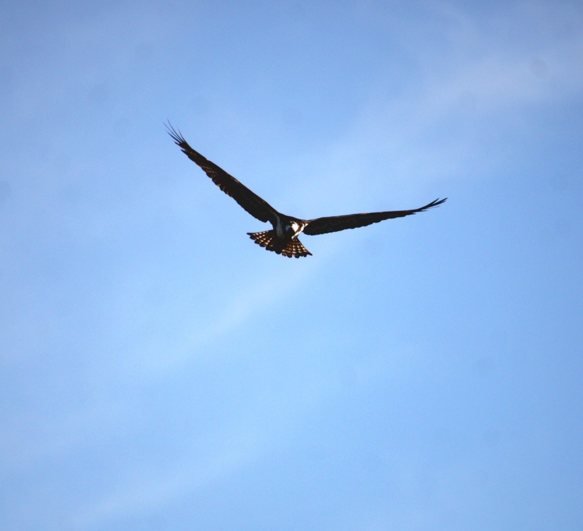 Osprey (American) - ML642252154