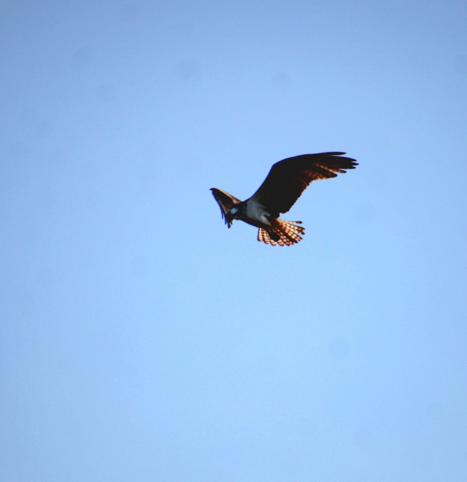 Osprey (American) - ML642252155