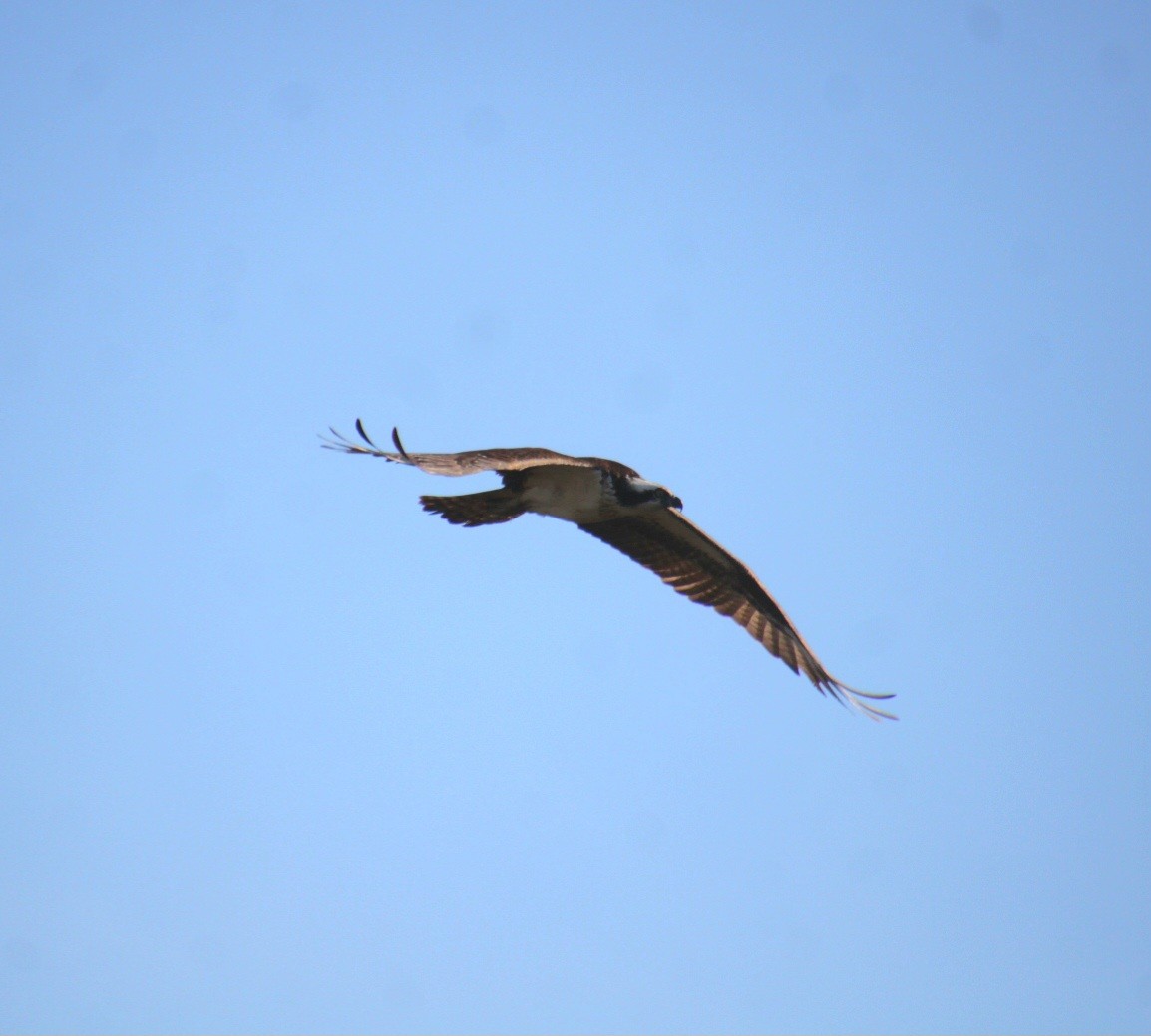 Osprey (American) - ML642252156