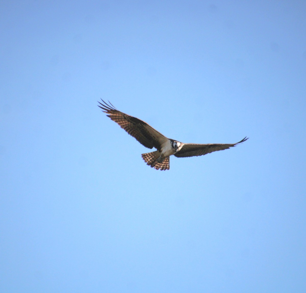 Osprey (American) - ML642252157