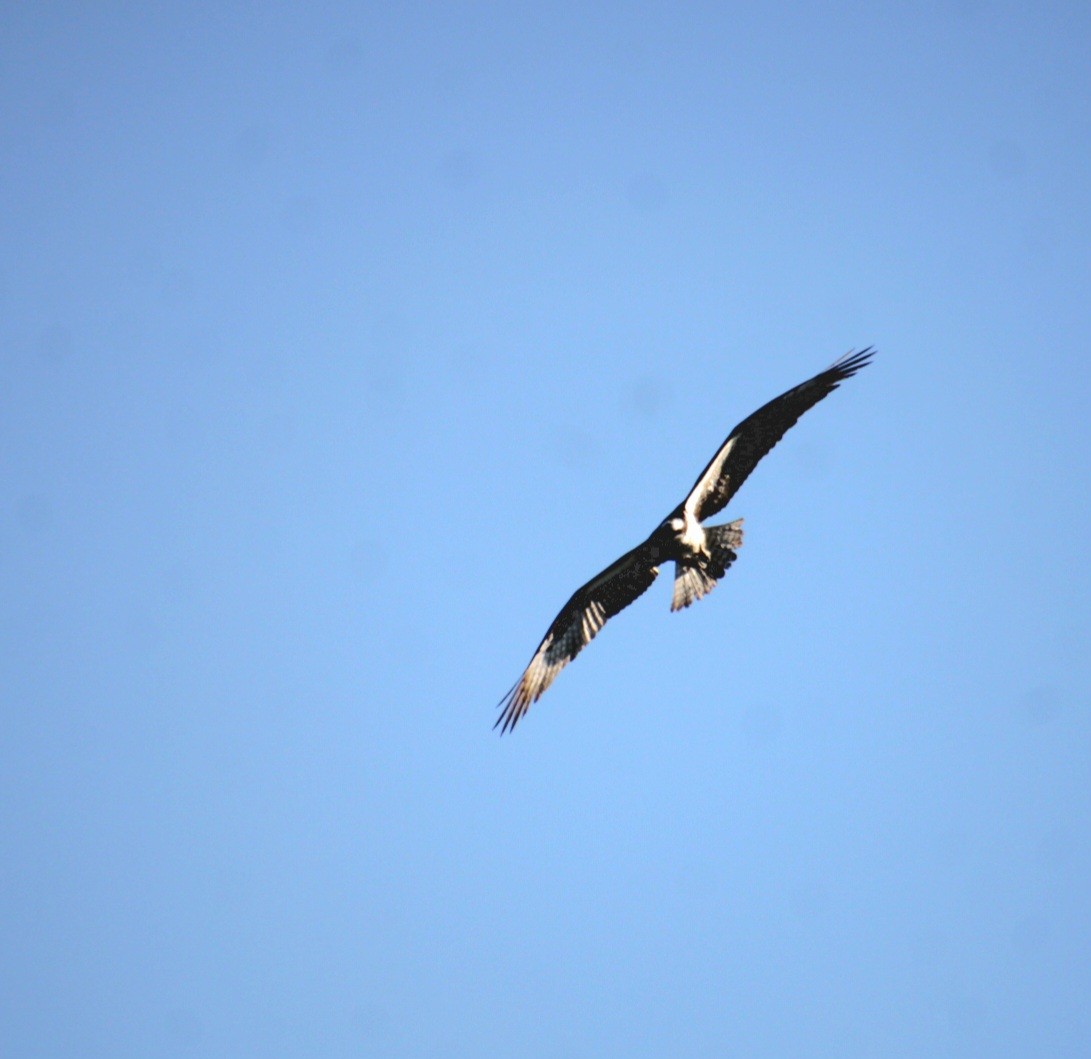 Osprey (American) - ML642252158