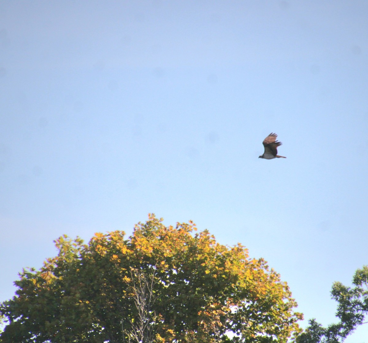 Osprey (American) - ML642252159