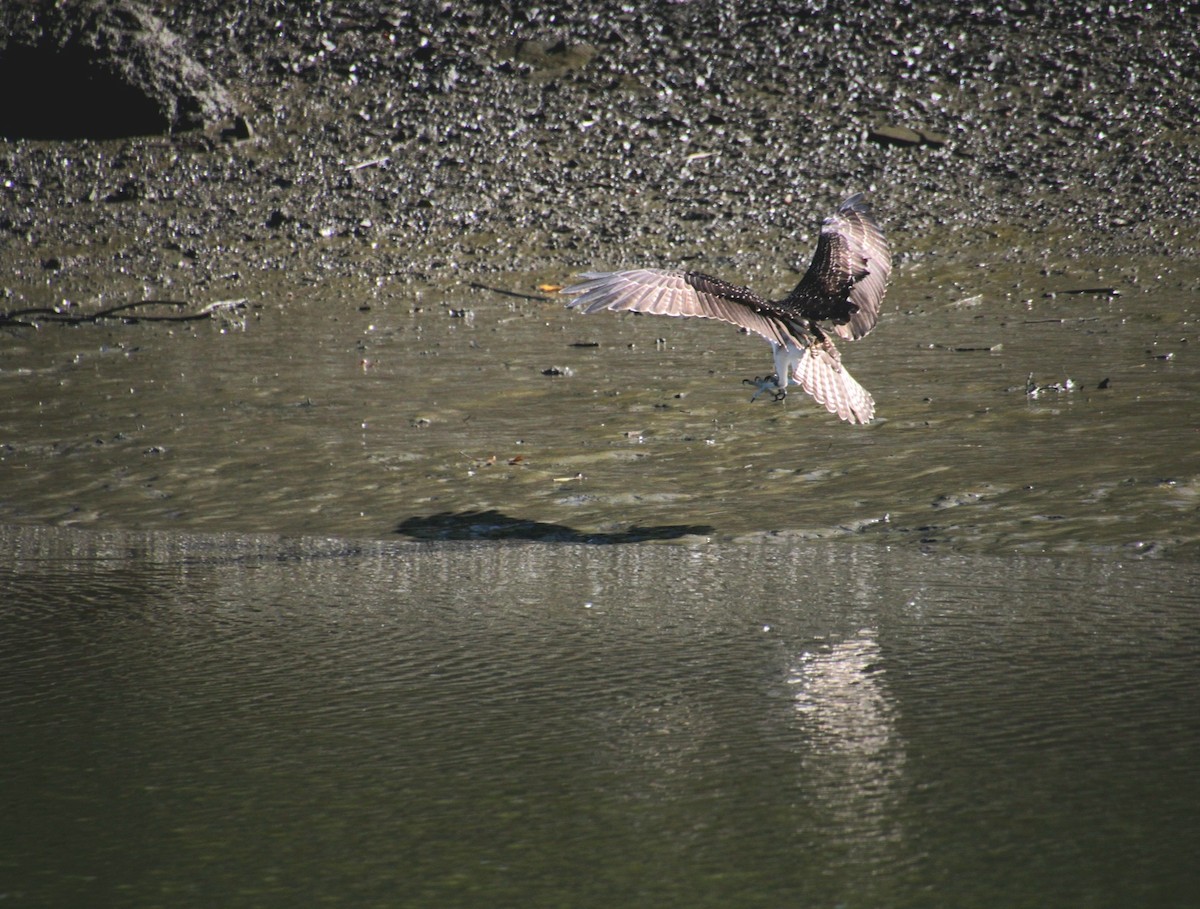 Osprey (American) - ML642252160